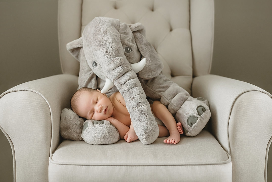 newborn baby boy posed with large stuffed elephant for newborn photos in Memphis TN